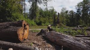 Professional Tree Removal in Orchard Homes, MT